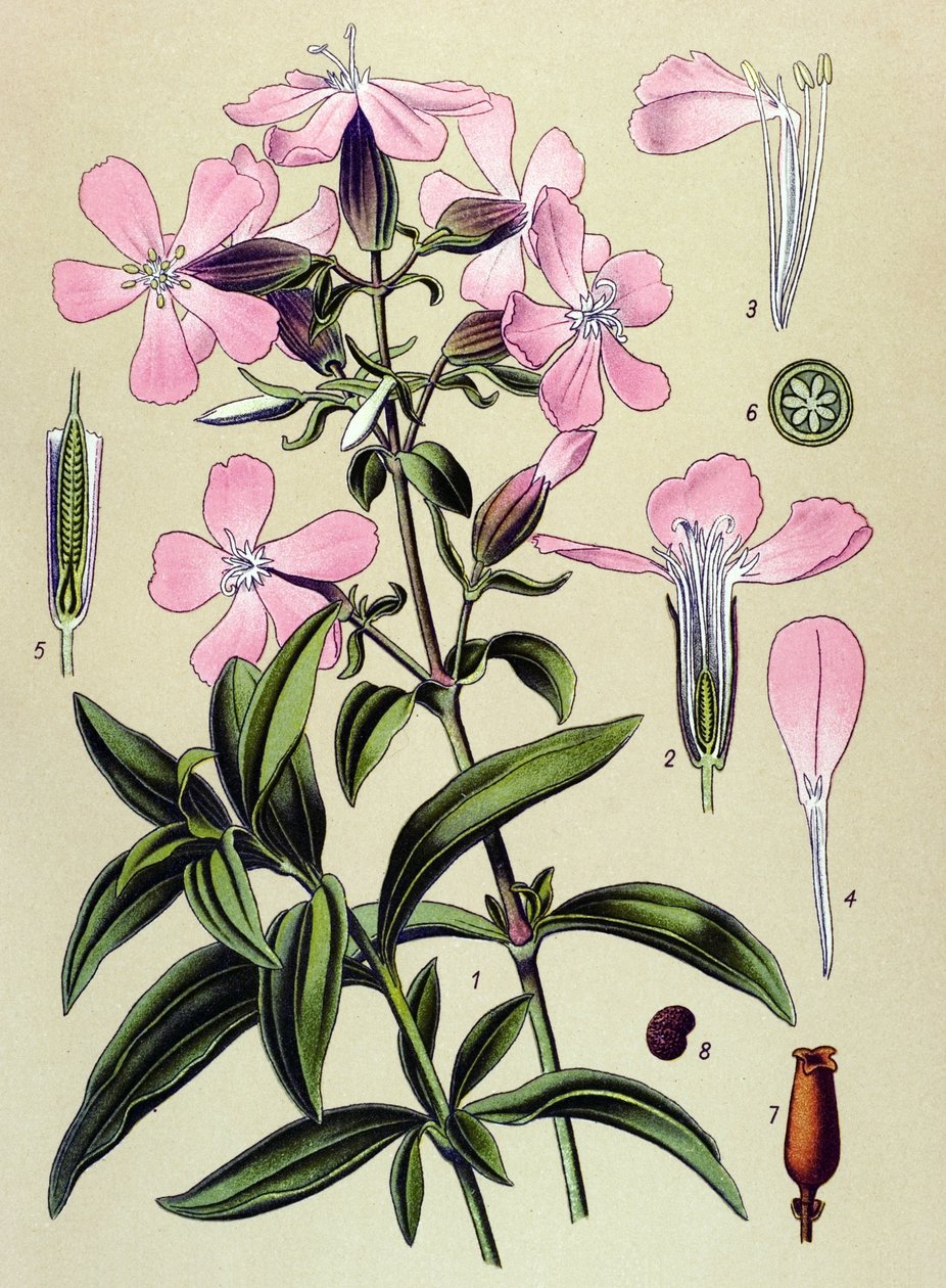 Botanische Tafel, giftige und medizinische Pflanze: Seifenkraut (Saponaria officinalis) von Unbekannter Künstler