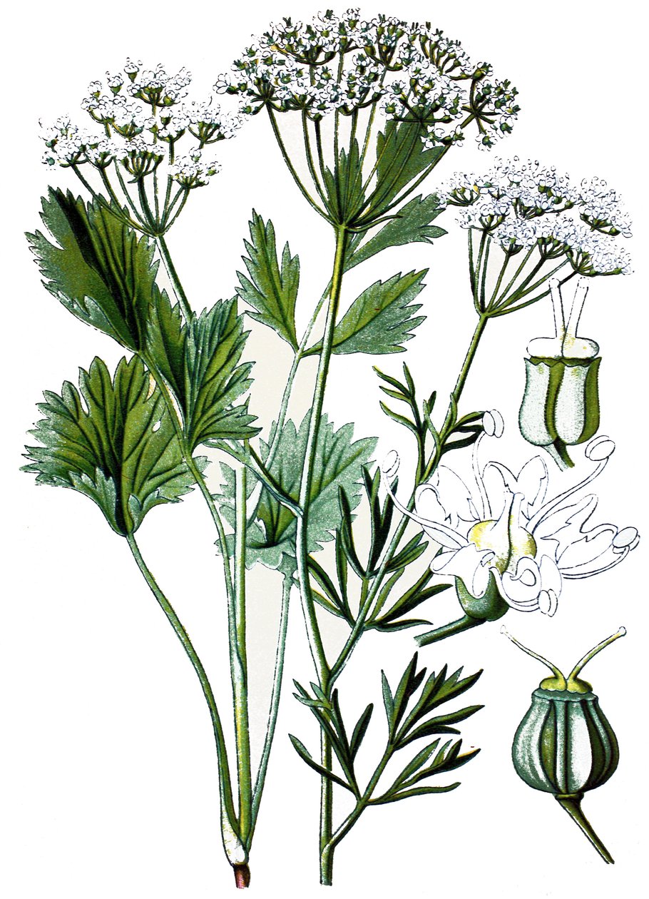 Botanische Tafel, Heilpflanze: Anis, Chromolithographie um 1870 von Unbekannter Künstler