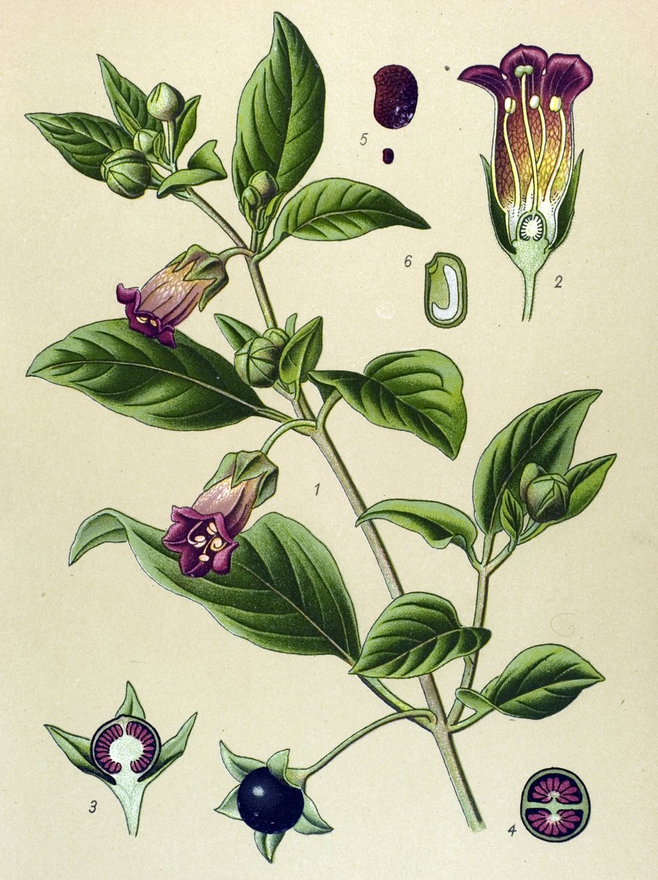 Botanische Tafel, Pflanze der Tollkirsche (Atropa belladonna) von Unbekannter Künstler