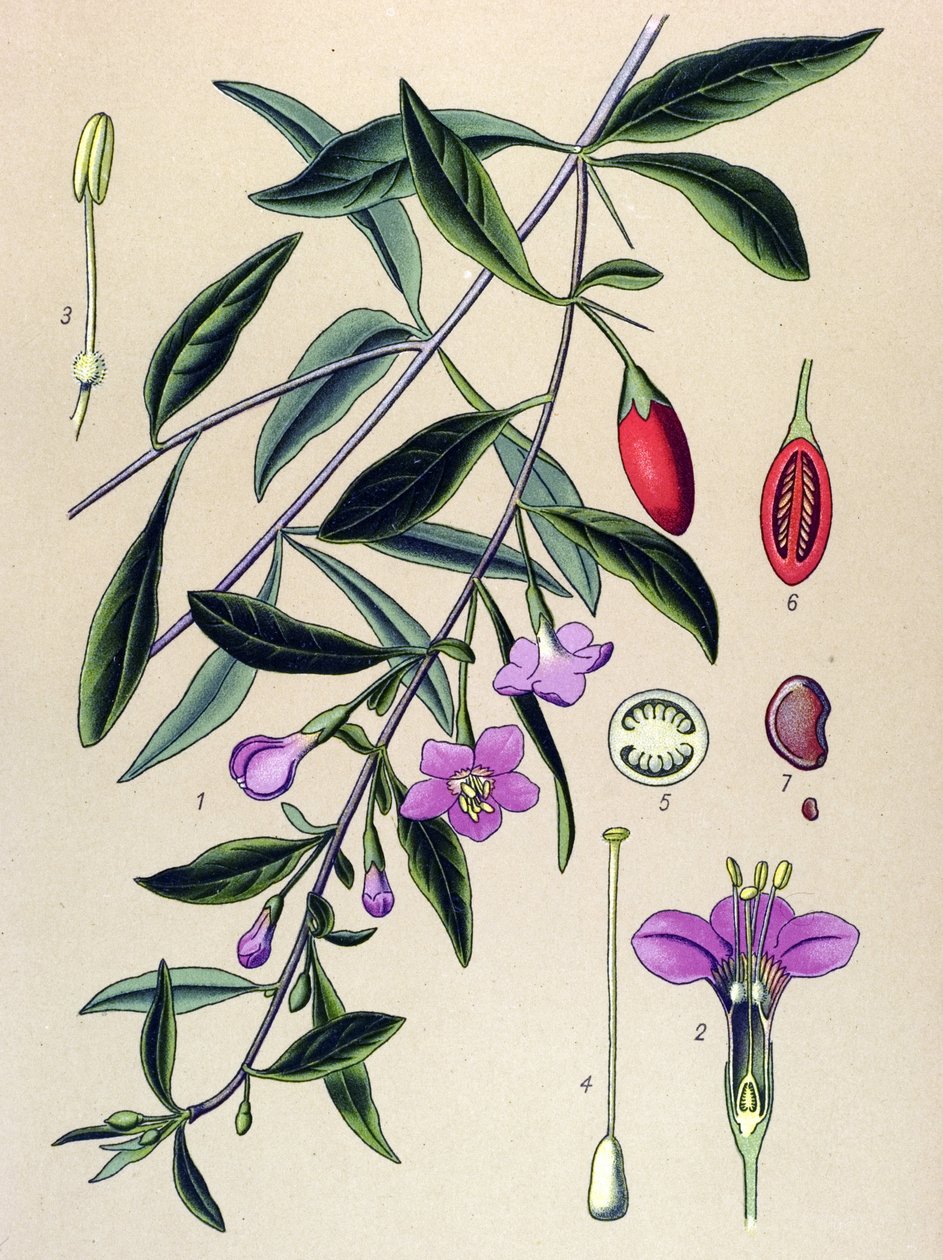 Botanische Tafel, Pflanze der traditionellen chinesischen Medizin: Gemeiner Bocksdorn (Lycium halimifolium) von Unbekannter Künstler