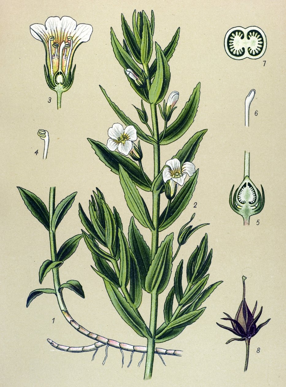 Botanische Tafel, Pflanze: Gnadenkraut (Gratiola officinalis) von Unbekannter Künstler