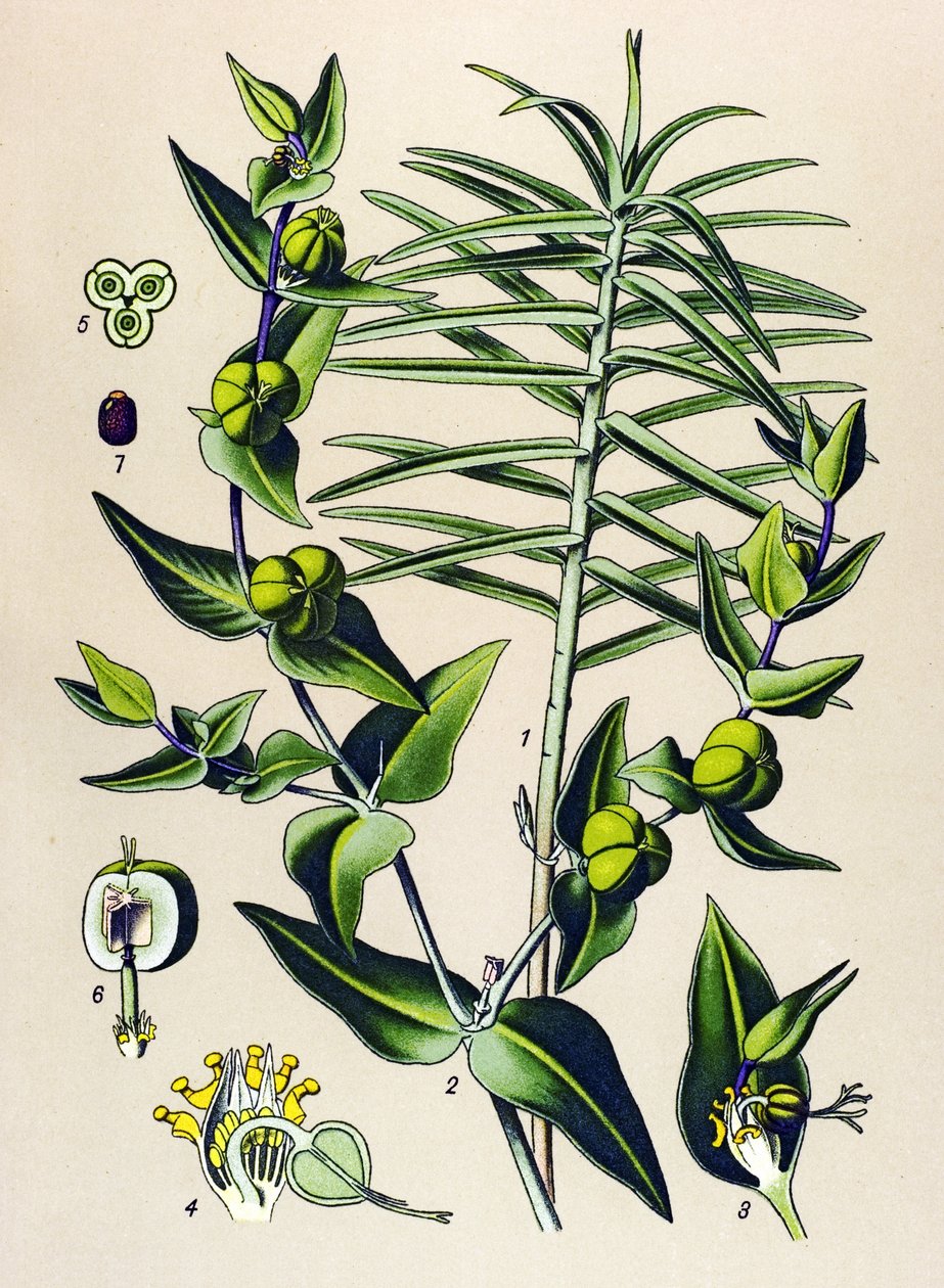Botanische Tafel, giftige und medizinische Pflanze: Kreuzblättrige Wolfsmilch (Euphorbia lathyris) von Unbekannter Künstler