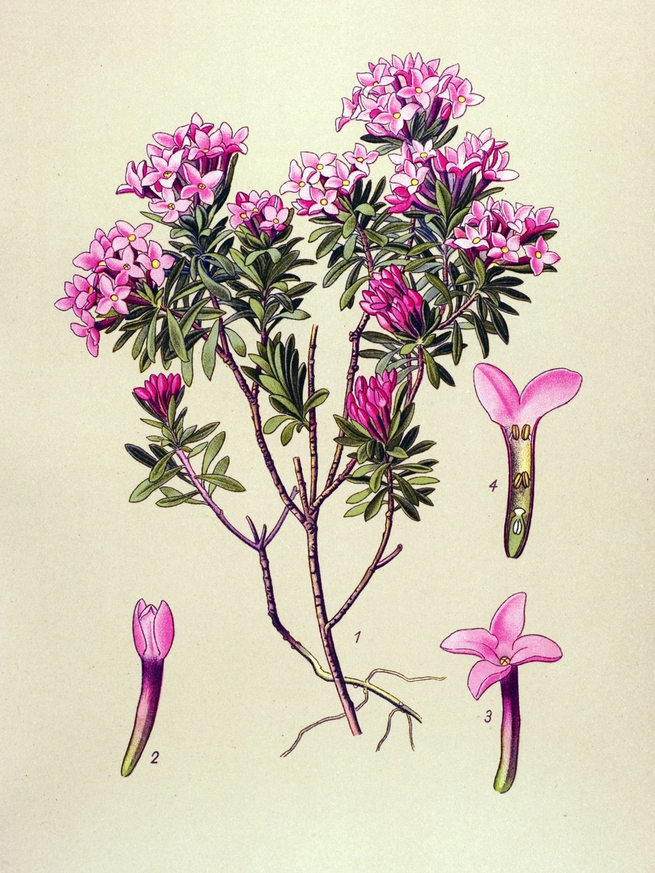 Botanische Tafel, giftige Pflanze: Seidelbast (Daphne cneorum) von Unbekannter Künstler