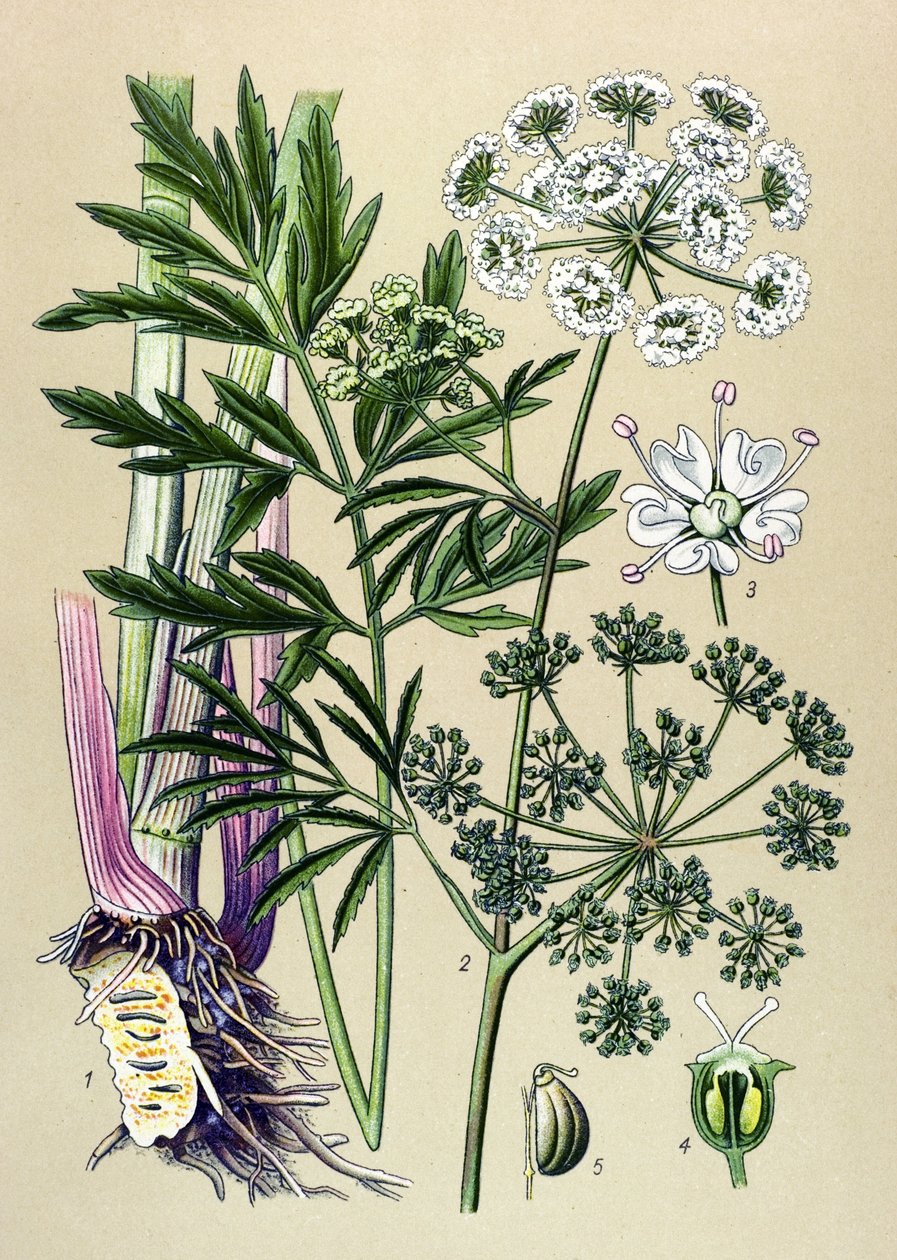 Botanische Tafel, giftige und medizinische Pflanze: Wasserschierling (Cicuta virosa) von Unbekannter Künstler