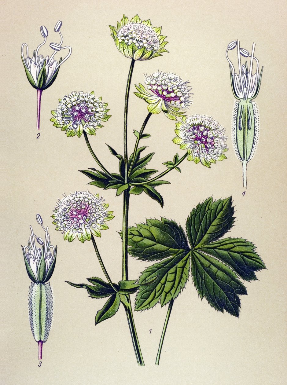 Botanische Tafel, giftige und medizinische Pflanze: Große Sterndolde (Astrantia major) von Unbekannter Künstler