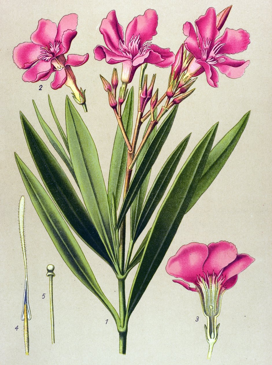 Botanische Tafel, giftige und medizinische Pflanze: Oleander (Nerium oleander) von Unbekannter Künstler