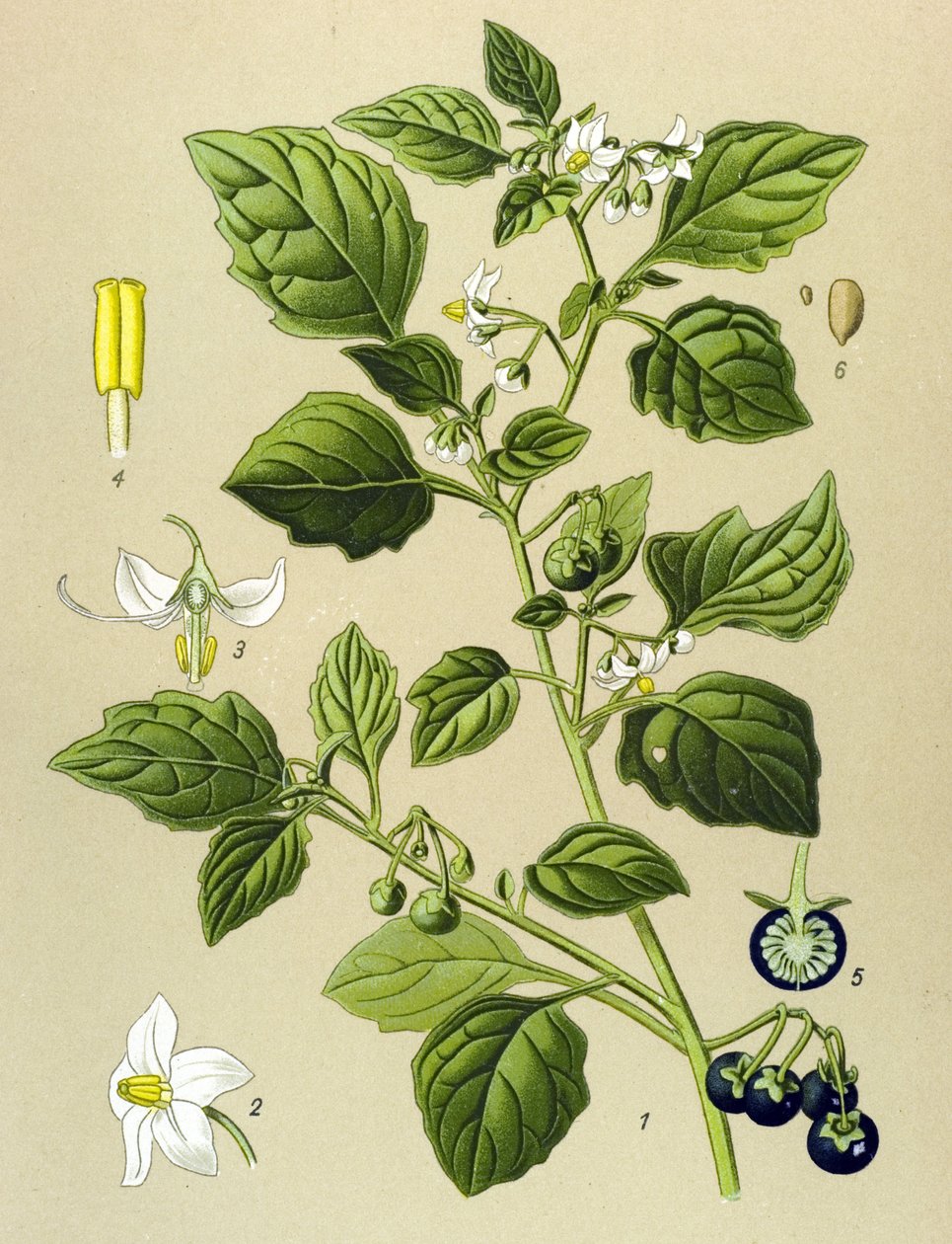 Botanische Tafel, giftige Pflanze: Schwarzer Nachtschatten (Solanum nigrum) von Unbekannter Künstler