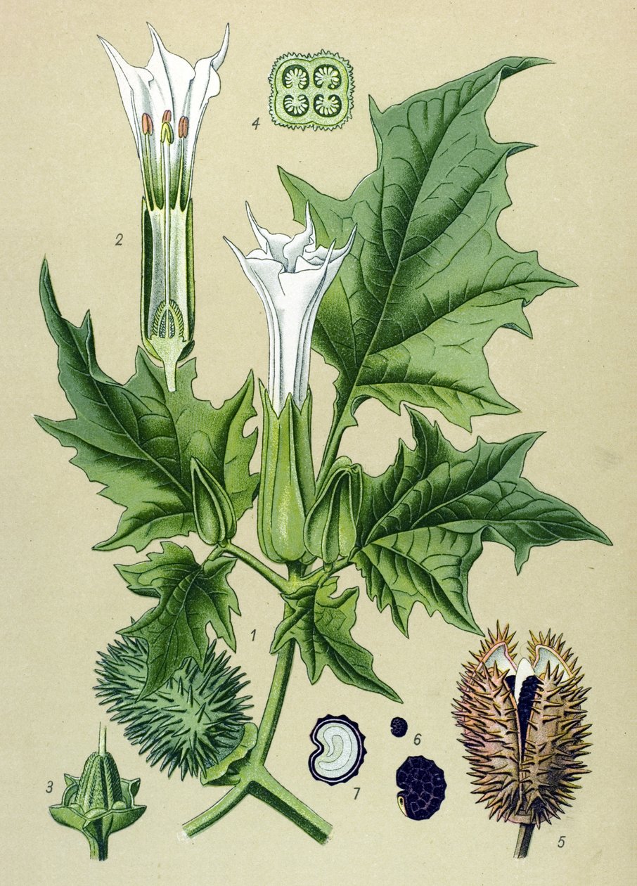 Botanische Tafel, giftige Pflanze: Stechapfel (Datura Stramonium) von Unbekannter Künstler