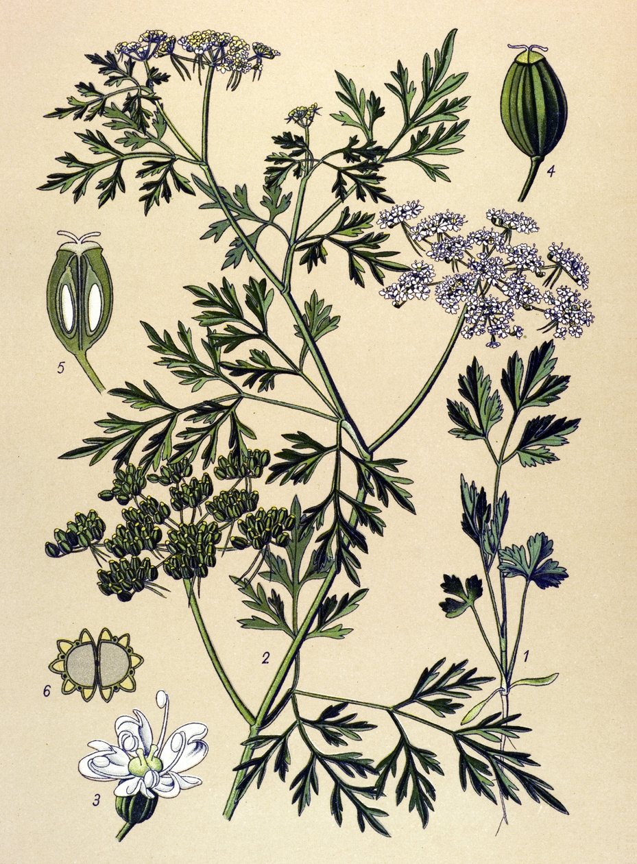 Botanische Tafel, giftige Pflanze: Hundspetersilie (Aethusa cynapium) von Unbekannter Künstler