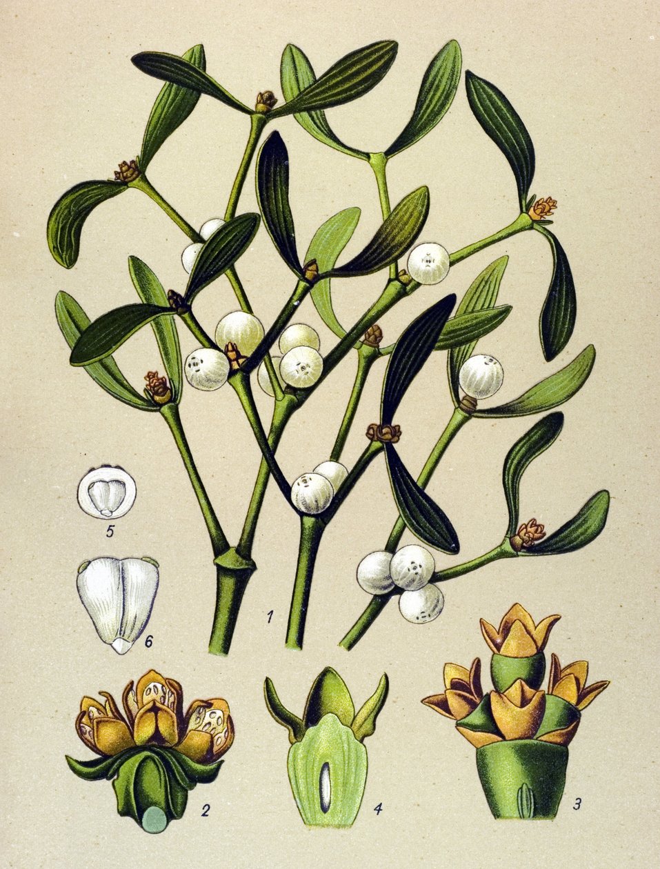 Botanische Tafel, giftige Pflanze: Mistel (Viscum album) von Unbekannter Künstler