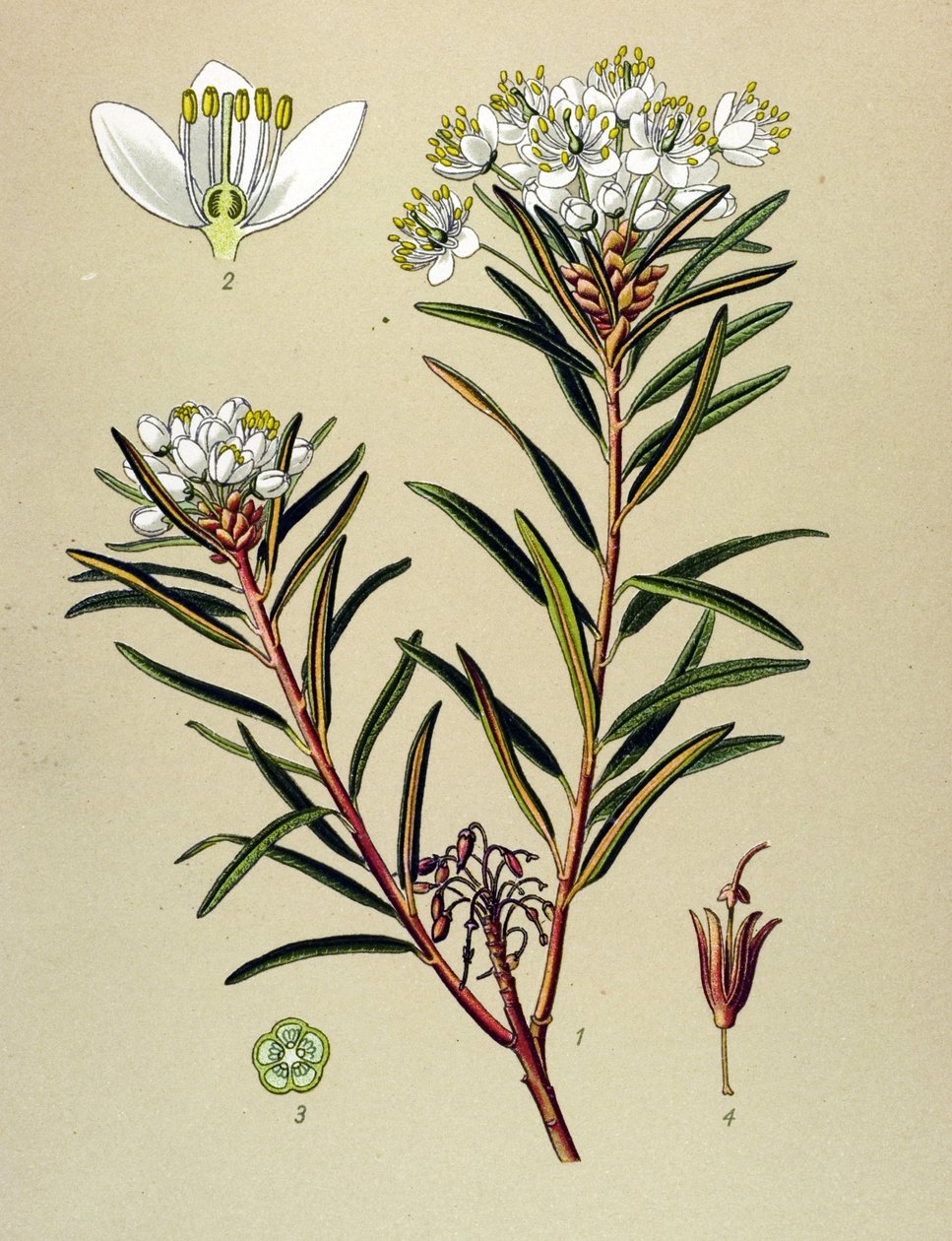 Botanische Tafel, giftige Pflanze: Sumpfporst (Ledum palustre) von Unbekannter Künstler