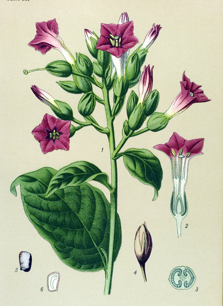 Botanische Tafel, giftige Pflanze: Ziertabak (Nicotiana tabacum) von Unbekannter Künstler