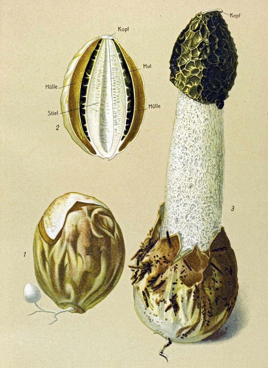 Botanische Tafel mit essbarem Pilz: Stinkmorchel (Phallus impudicus) von Unbekannter Künstler