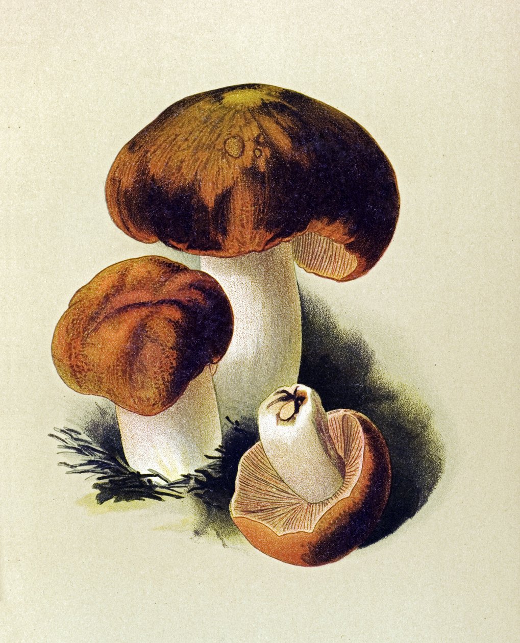 Botanische Tafel mit giftigem Pilz: Stink-Täubling (Russula foetens) von Unbekannter Künstler