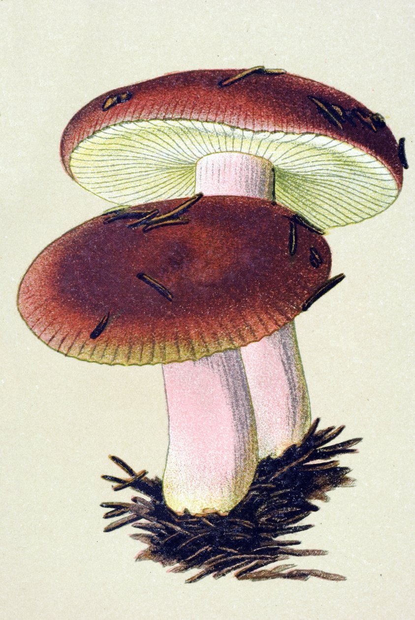 Botanische Tafel mit giftigem Pilz: Brechreizender Täubling (Russula emetica) von Unbekannter Künstler