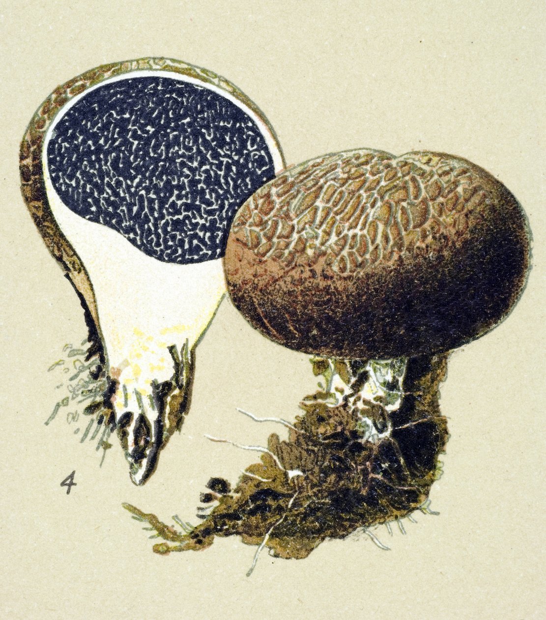 Botanische Tafel mit giftigem Pilz: Gemeiner Kartoffelbovist (Scleroderma vulgare) von Unbekannter Künstler