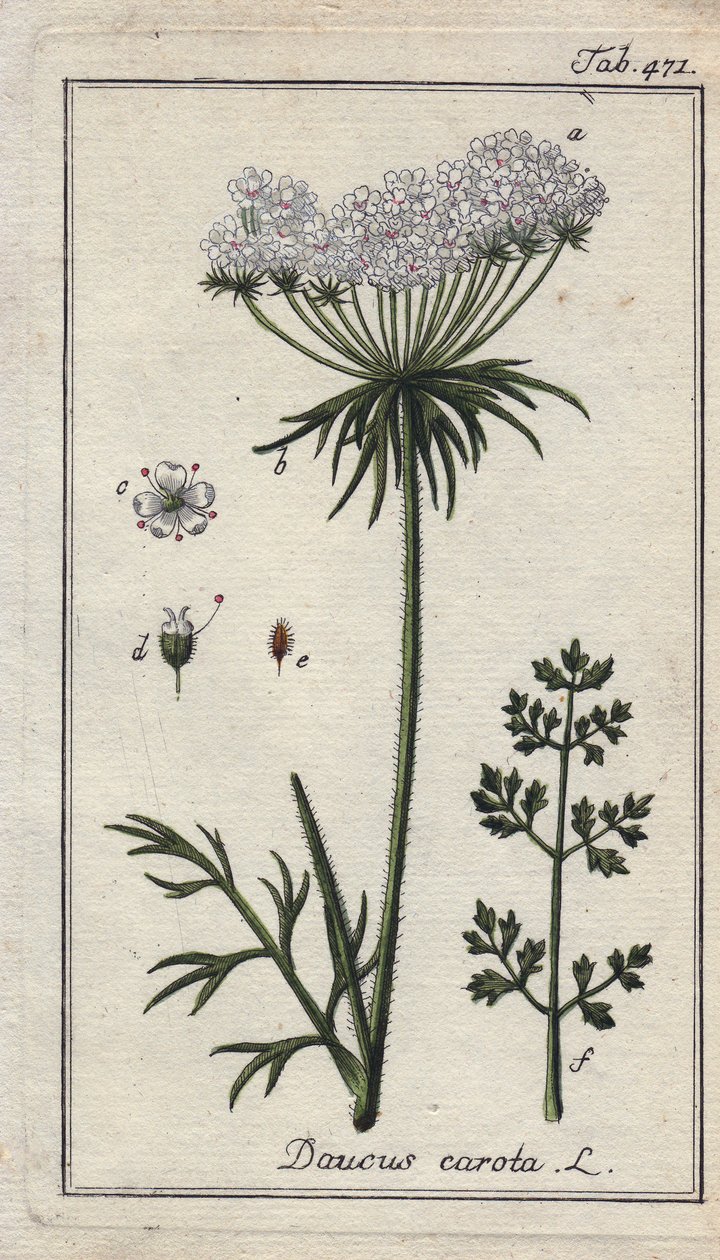 Botanisch: Karottenblüte - Karottenblüten und Blätter, Daucus carota. Handkolorierte Kupferstichgravur nach einer Zeichnung von B. Thanner aus Johannes Zorns „Icons plantarum medicinalium“, Deutschland von Unbekannter Künstler
