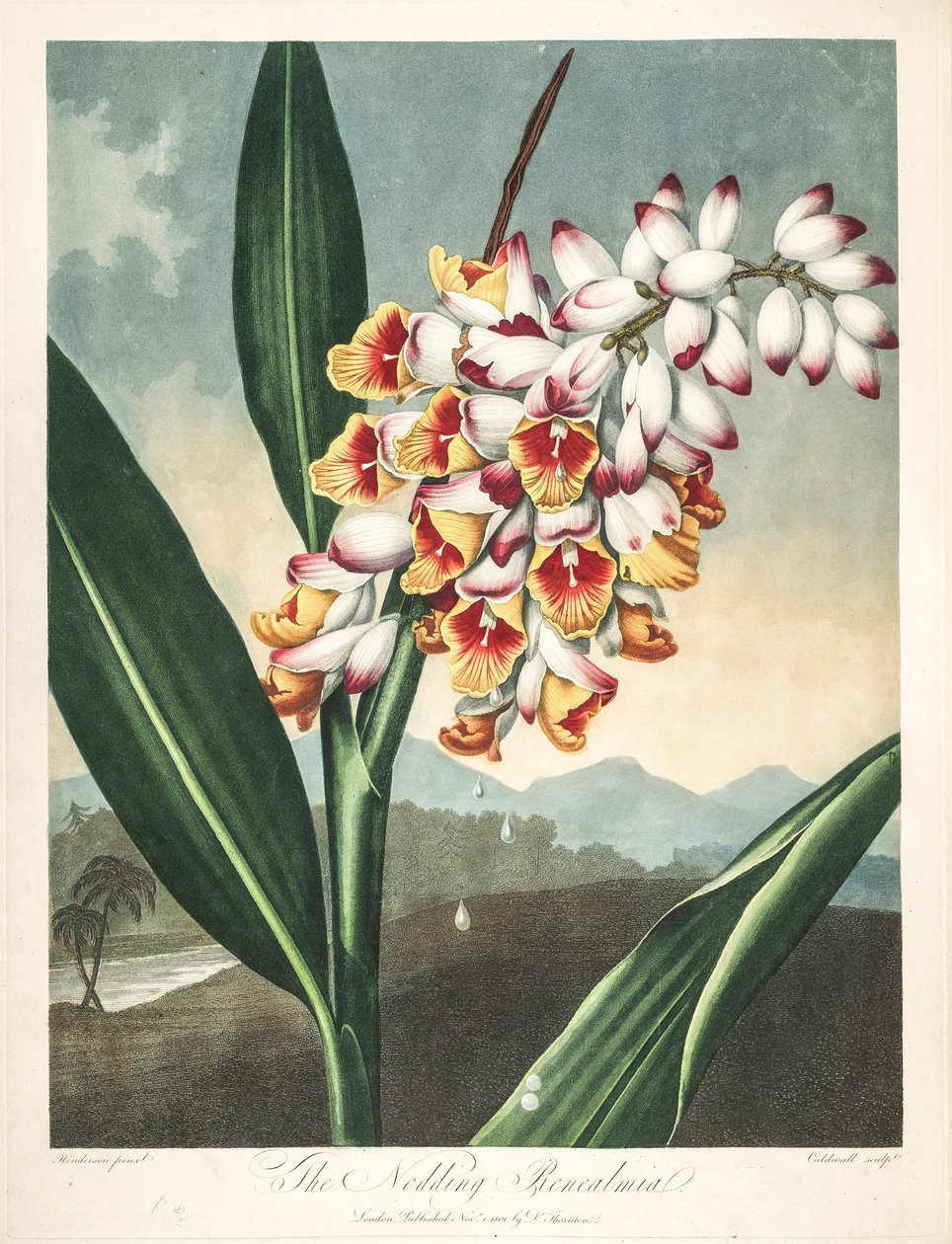 Botanische Illustration Alpinia zerumbet, Blume meiner Seele, Tränen der Jungfrau, Ingwerschale oder Blume des Paradieses von Unbekannter Künstler