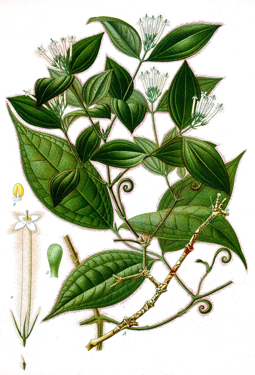 Botanische Illustration/Strychnos toxifera/Curare von Unbekannt