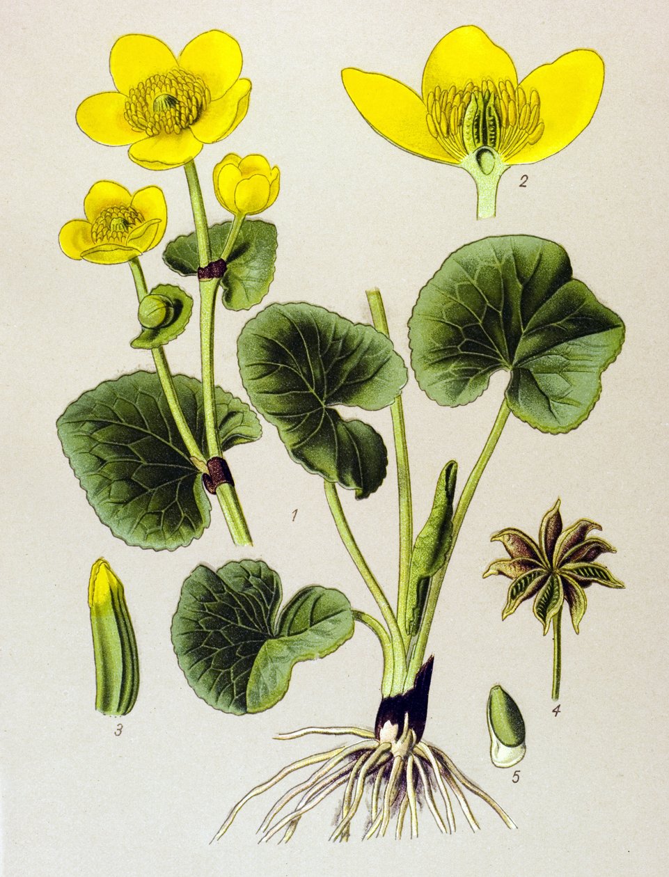 Botanische Tafel, giftige Pflanze: Sumpfdotterblume (Caltha palustris) von Unbekannter Künstler