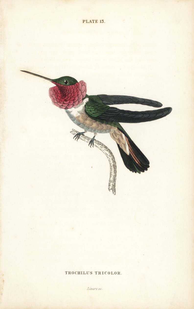 Breitschwanz-Kolibri, Selasphorus platycercus (Dreifarbiger Kolibri, Trochilus tricolor). Handkolorierter Stahlstich von William Lizars aus Sir William Jardines Naturalist