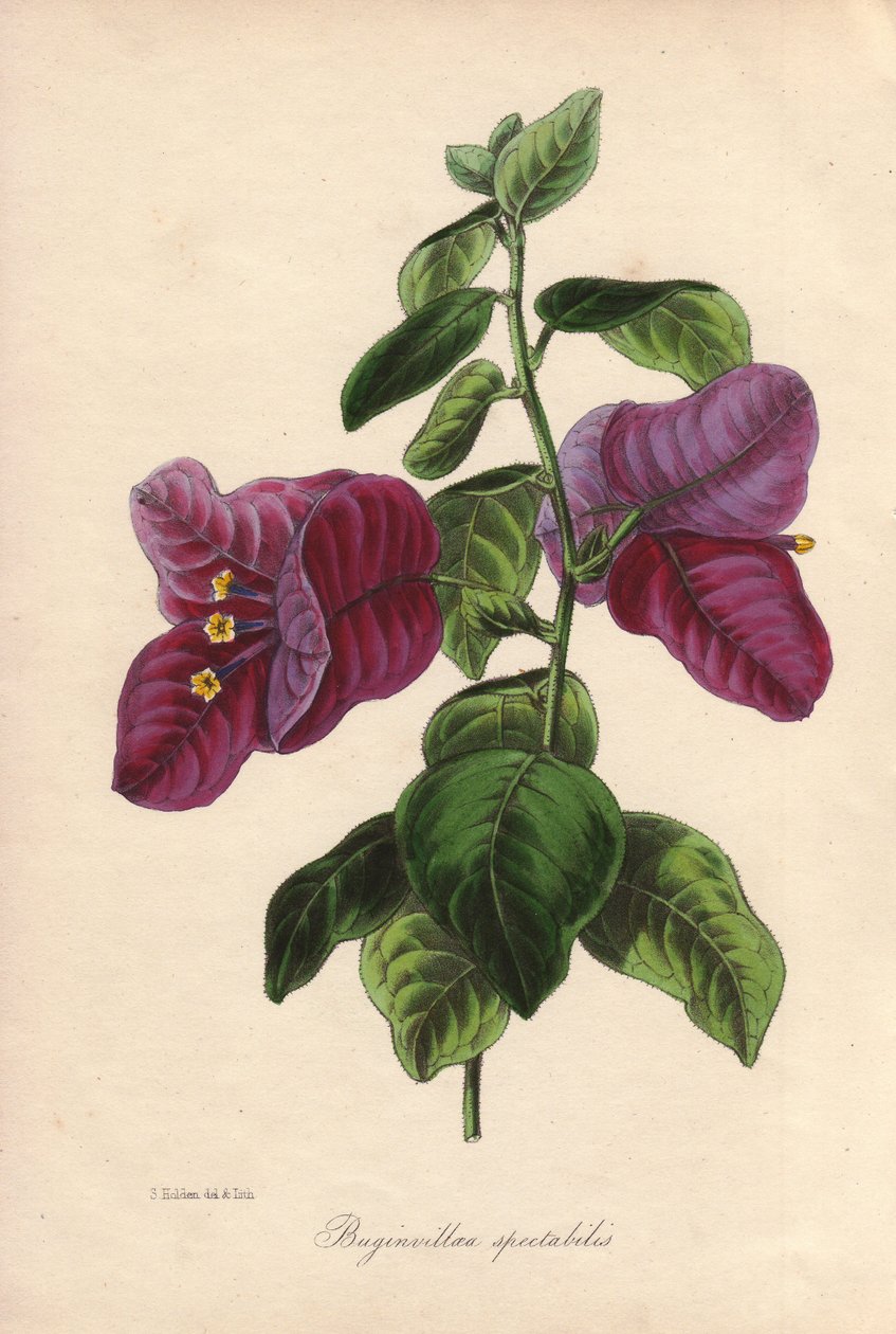 Buginvillaea spectabilis (Die Bougainvillea). Handkolorierte Lithographie gezeichnet von Samuel Holden für Sir Joseph Paxton in "Magazine of Botany", London, W.S. Orr von Unbekannter Künstler