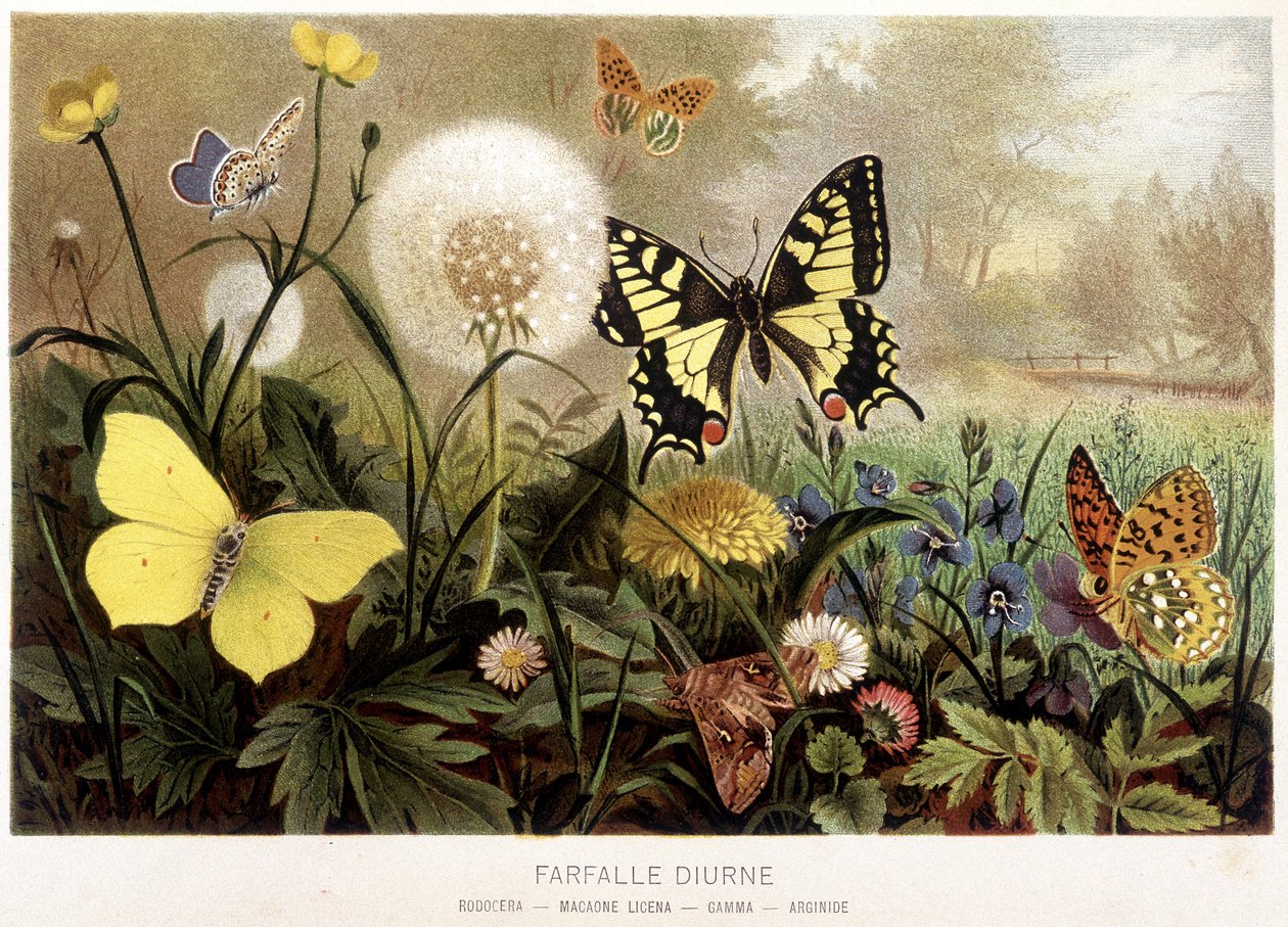 Schmetterlinge im Schnee in „La Vita degli animali“ von A.E. Brehm, Turin von Unbekannt
