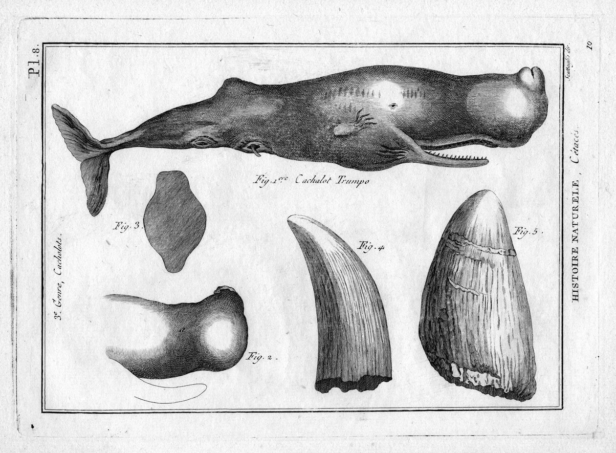Pottwaltrumpo in „Encyclopédie Méthodique des trois Règnes de la Nature“ von Pierre Joseph Bonnaterre (1762-1804). Paris 1784 von Unbekannter Künstler