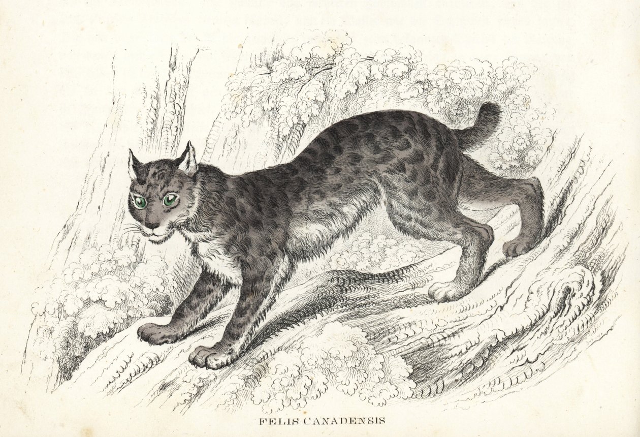 Kanadischer Luchs, Lynx canadensis (Felis canadensis). Handkolorierte Lithographie aus Georg Friedrich Treitschkes Galerie der Naturgeschichte, Naturhistorischer Bildersaal des Tierreiches, Leipzig-1842 von Unbekannter Künstler