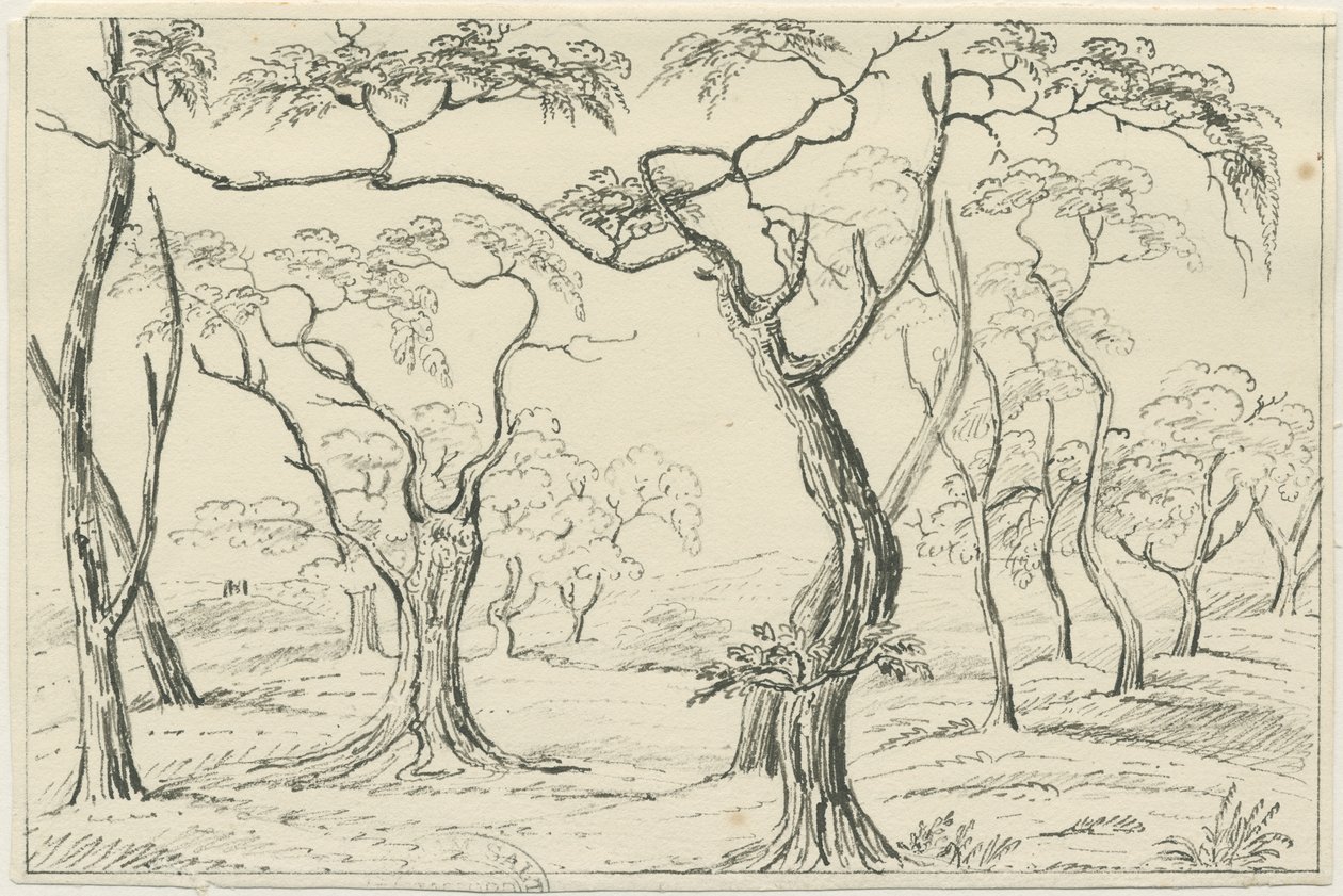 Cannock Chase (Zeichnung) von Unbekannt