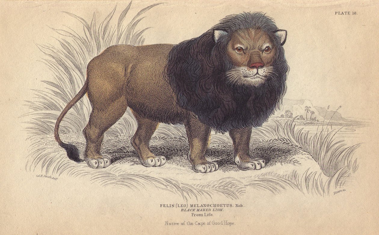 Kaplöwe. Lithographie von William Lizars, nach einer Zeichnung von Charles Hamilton Smith, für „Bibliotheque naturaliste, mammals, les felins“ von Sir William Jardine, veröffentlicht 1834 in Edinburgh (Schottland) von Unbekannter Künstler
