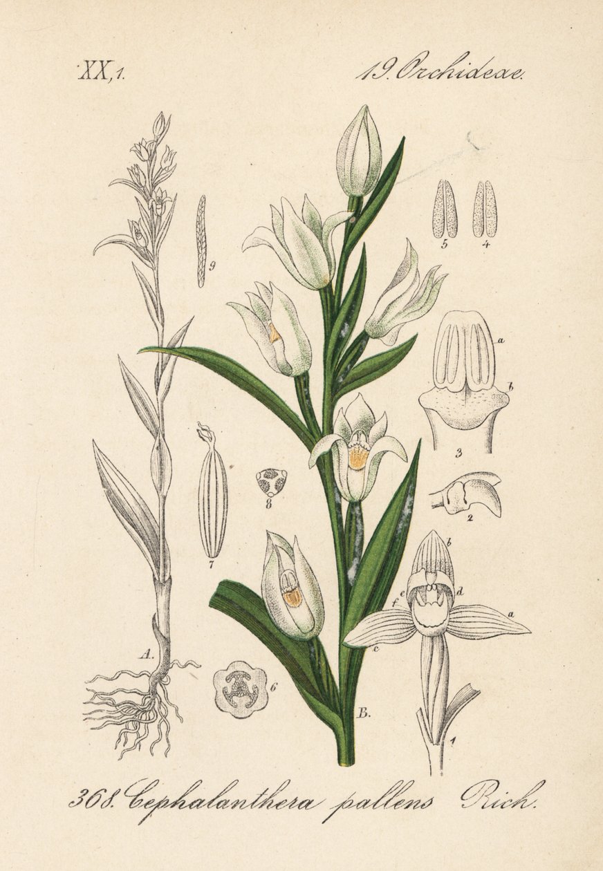 Schwertblättrige Waldvöglein, Cephalanthera longifolia (Cephalanthera pallens). Handkolorierte Lithographie aus Diederich von Schlechtendals Deutsche Flora (Flora von Deutschland), Jena von Unbekannter Künstler