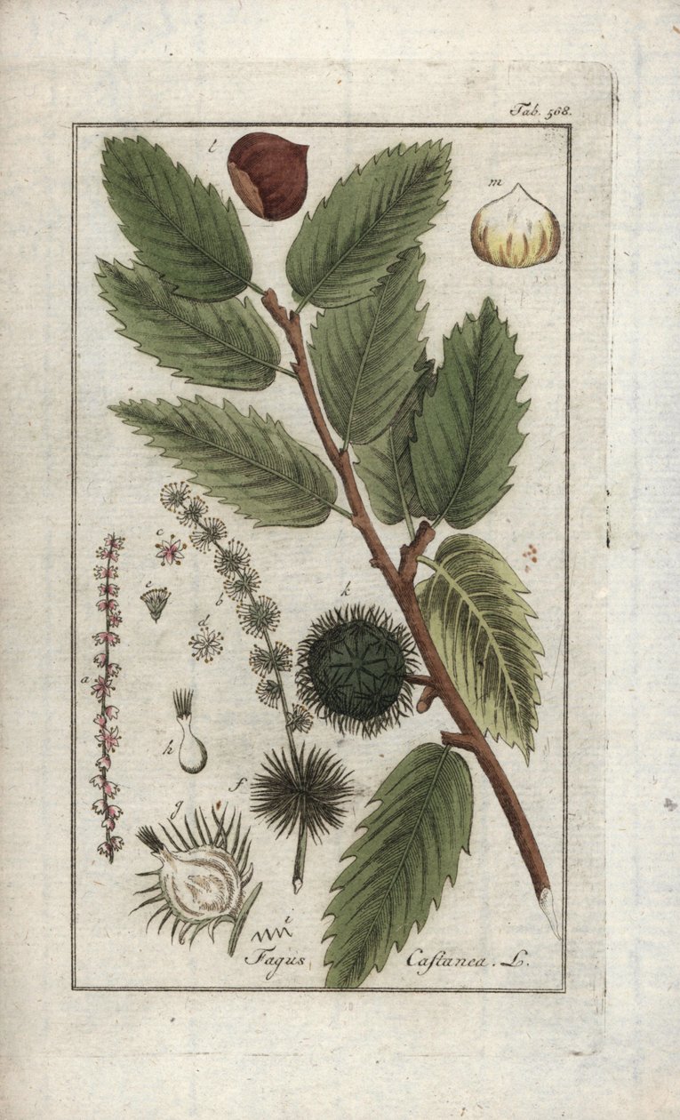 Kastanie (Castanea sativa). Lithographie aus „Afbeelding der Artseny-Gewassen“ von Johannes Zorn (1739-1799), Niederlande von Unbekannter Künstler