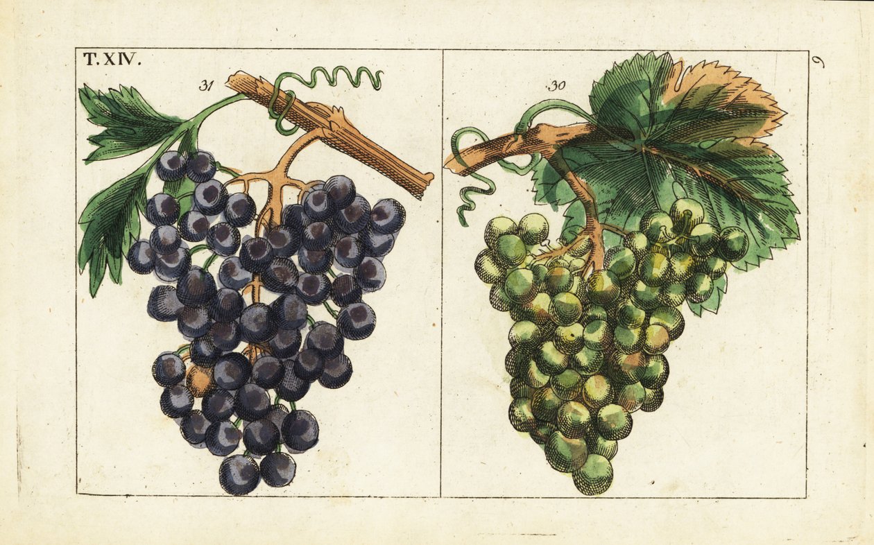 Chiavenna-Trauben, Pinot Noir-Trauben, Vitis vinifera von Unbekannter Künstler