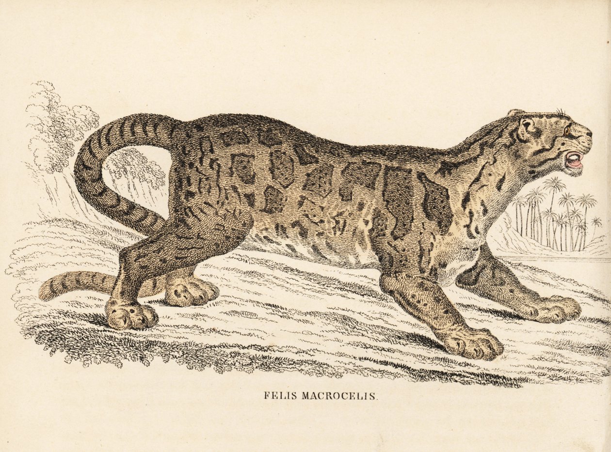 Nebelparder, Neofelis nebulosa. Handkolorierter Stahlstich aus Georg Friedrich Treitschkes Naturhistorischer Bildersaal des Thierreiches, Leipzig-1842. von Unbekannter Künstler