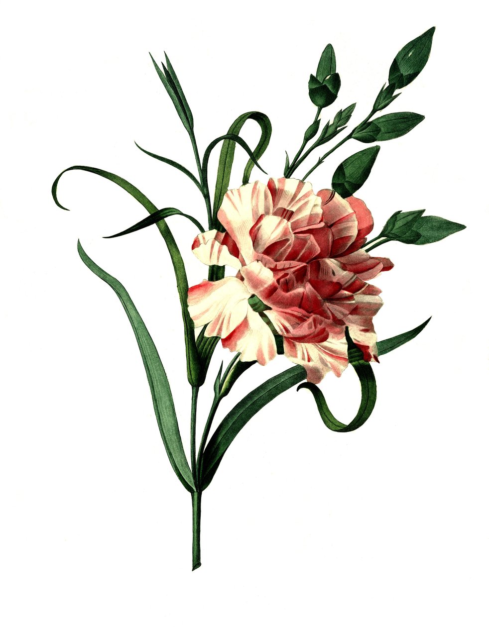 Nelke (Dianthus caryophyllus) oder Edelnelke, Gartennelke von Unbekannter Künstler