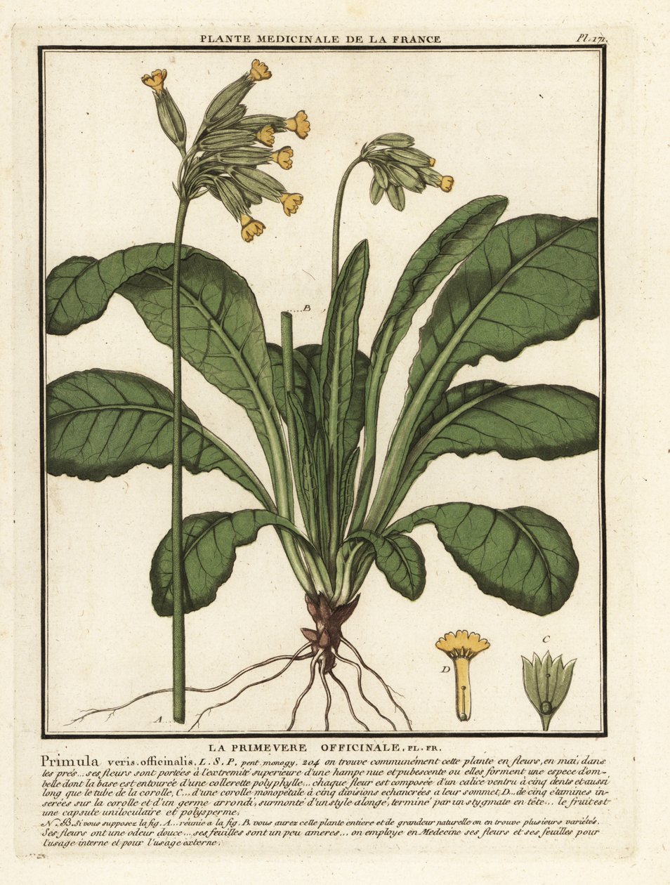 Echte Schlüsselblume, Primula veris von Unbekannter Künstler