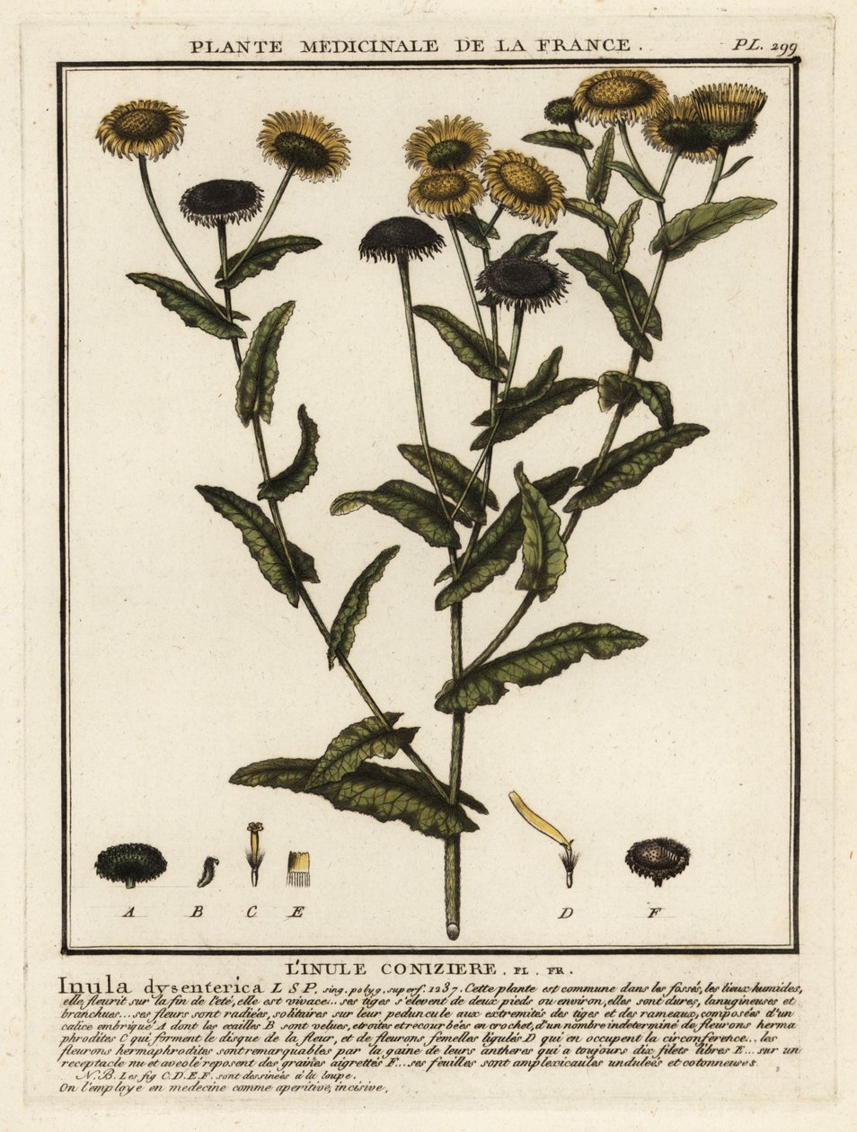 Gemeines Flohkraut, Pulicaria dysenterica von Unbekannter Künstler