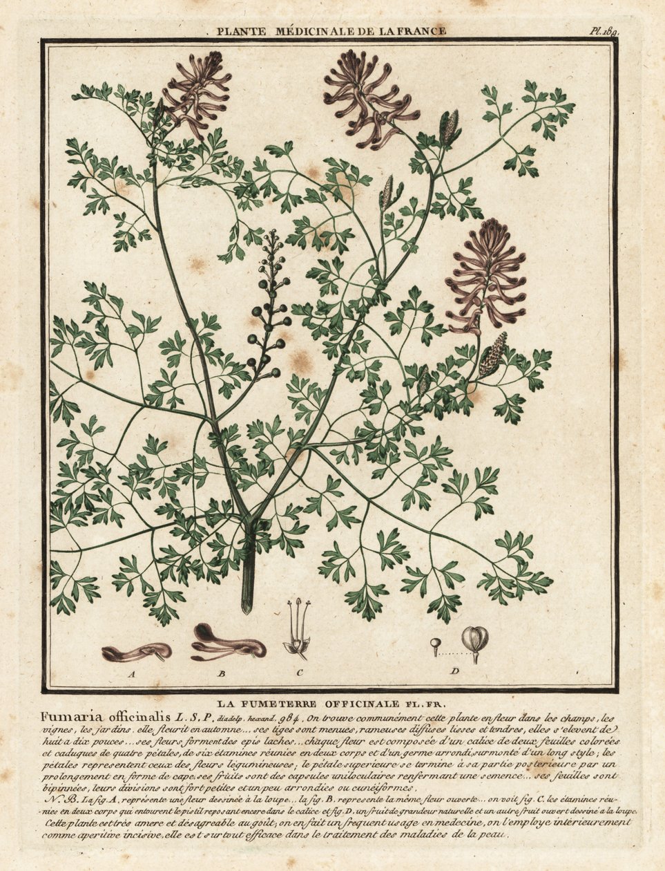 Erdrauch, Fumaria officinalis von Unbekannter Künstler