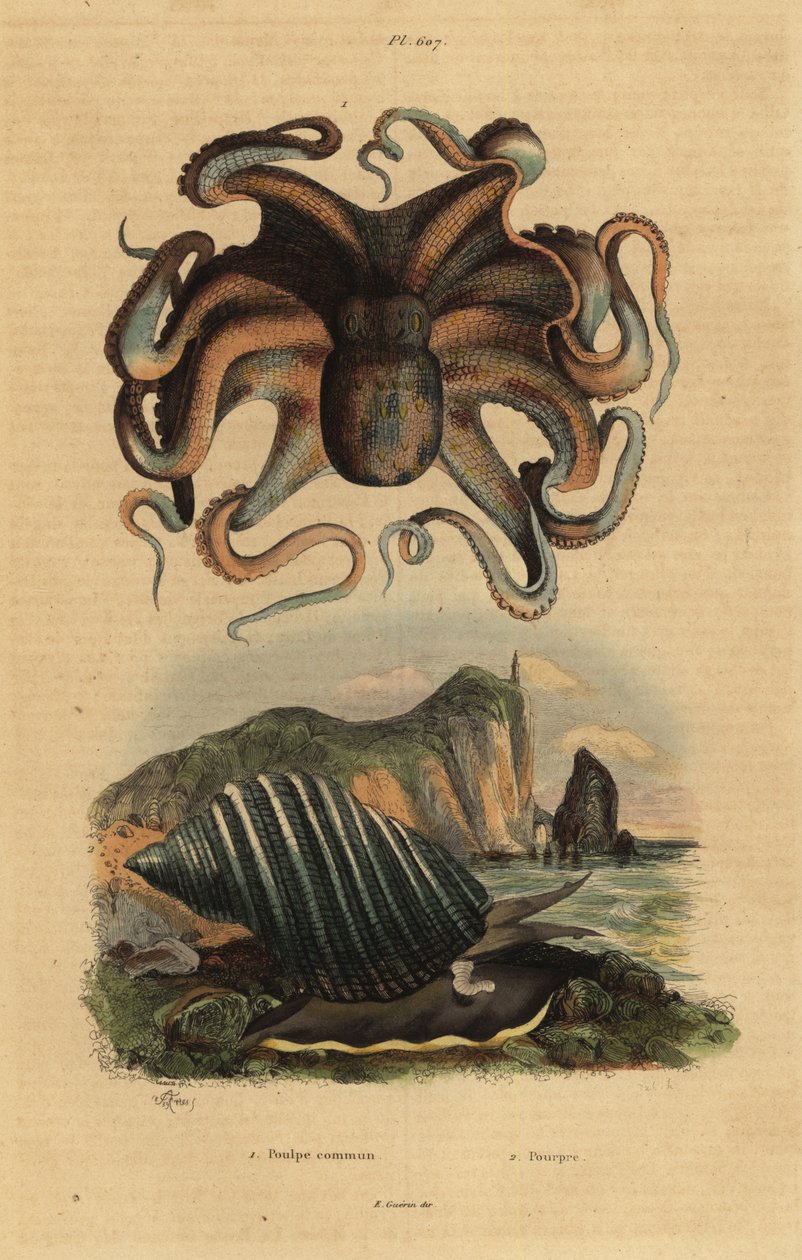 Gemeiner Krake, Octopus vulgaris 1, und Meeresschnecke, Dicathais orbita 2 von Unbekannt