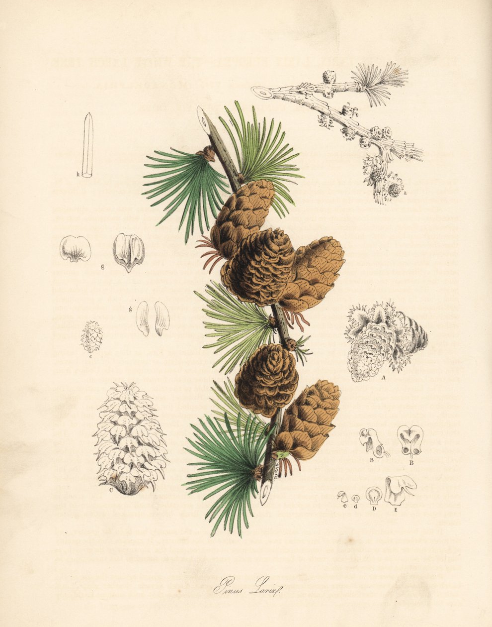Gemeine oder Europäische Lärche - Weiße Lärche, Larix decidua (Larix europaea), Blatt, Zweig und Zapfen. Handkolorierte Zinkographie von C. Chabot, gezeichnet von Miss M. A. Burnett aus ihrem Plantae Utiliores: or Illustrations of Useful Plants, Whittaker, von Unbekannter Künstler