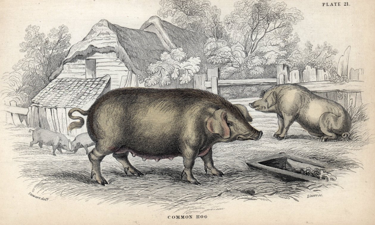Gewöhnliches Hausschwein (Sus domestica) in einem Schweinestall. Kupferstich von William Lizars, basierend auf einer Zeichnung von James Stewart, veröffentlicht in der Naturalist Library: Säugetiere, Dickhäuter und vierfüßige Tiere mit feiner Haut, herausg von Unbekannter Künstler
