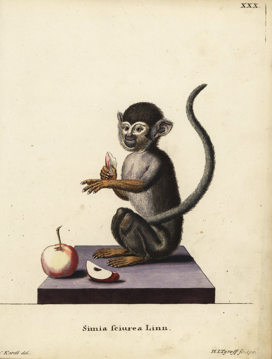 Gewöhnlicher Totenkopfaffe, Saimiri sciureus. Simia sciurea Linn. Handkolorierte Kupferstichgravur von Hermann Jakob Tyroff nach einer Illustration von Joseph Karell aus Johann Christian Daniel Schrebers Tierillustrationen nach der Natur von Unbekannter Künstler