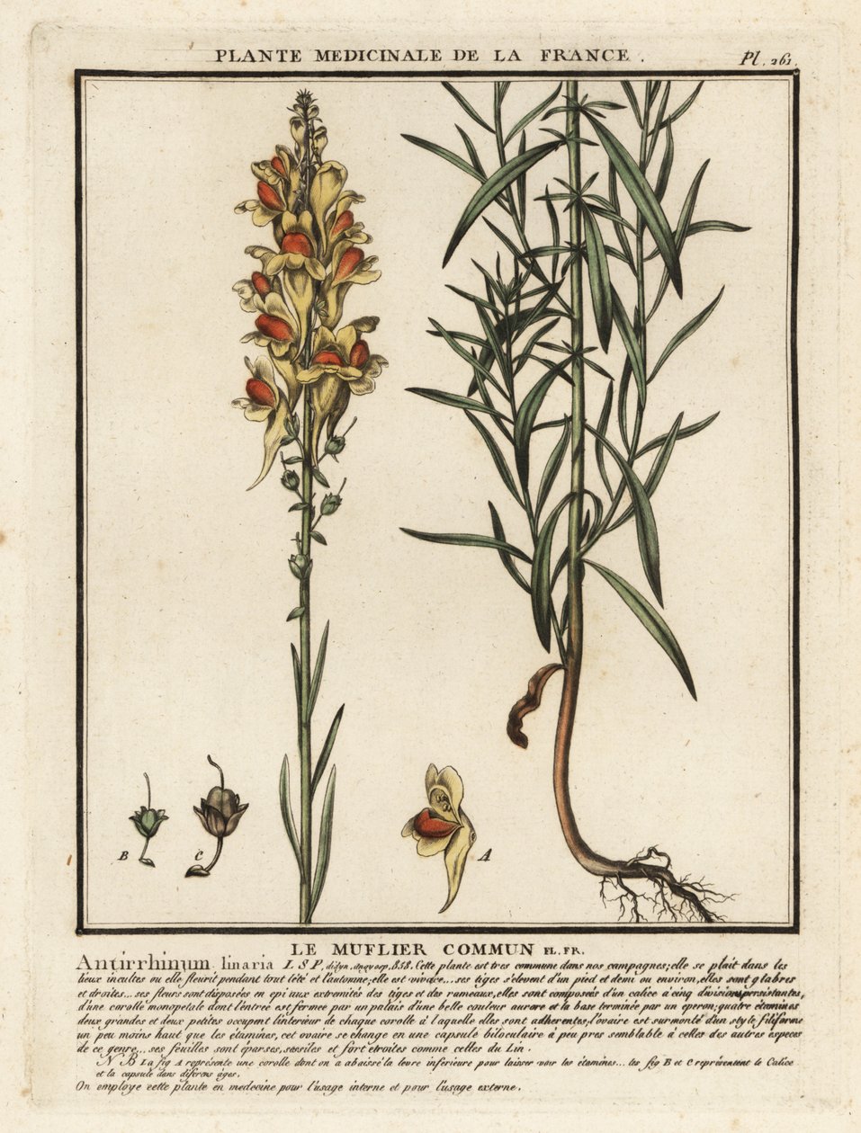 Gewöhnliches Leinkraut, Linaria vulgaris von Unbekannter Künstler
