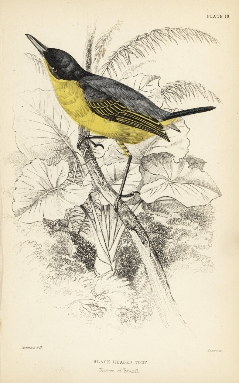 Gewöhnlicher Todi-Fliegenfänger, Todirostrum cinereum (Schwarzgesichtiger Todi, Todus melanocephalus). Handkolorierter Stahlstich von William Lizars nach einer Illustration von William Swainson aus Sir William Jardine