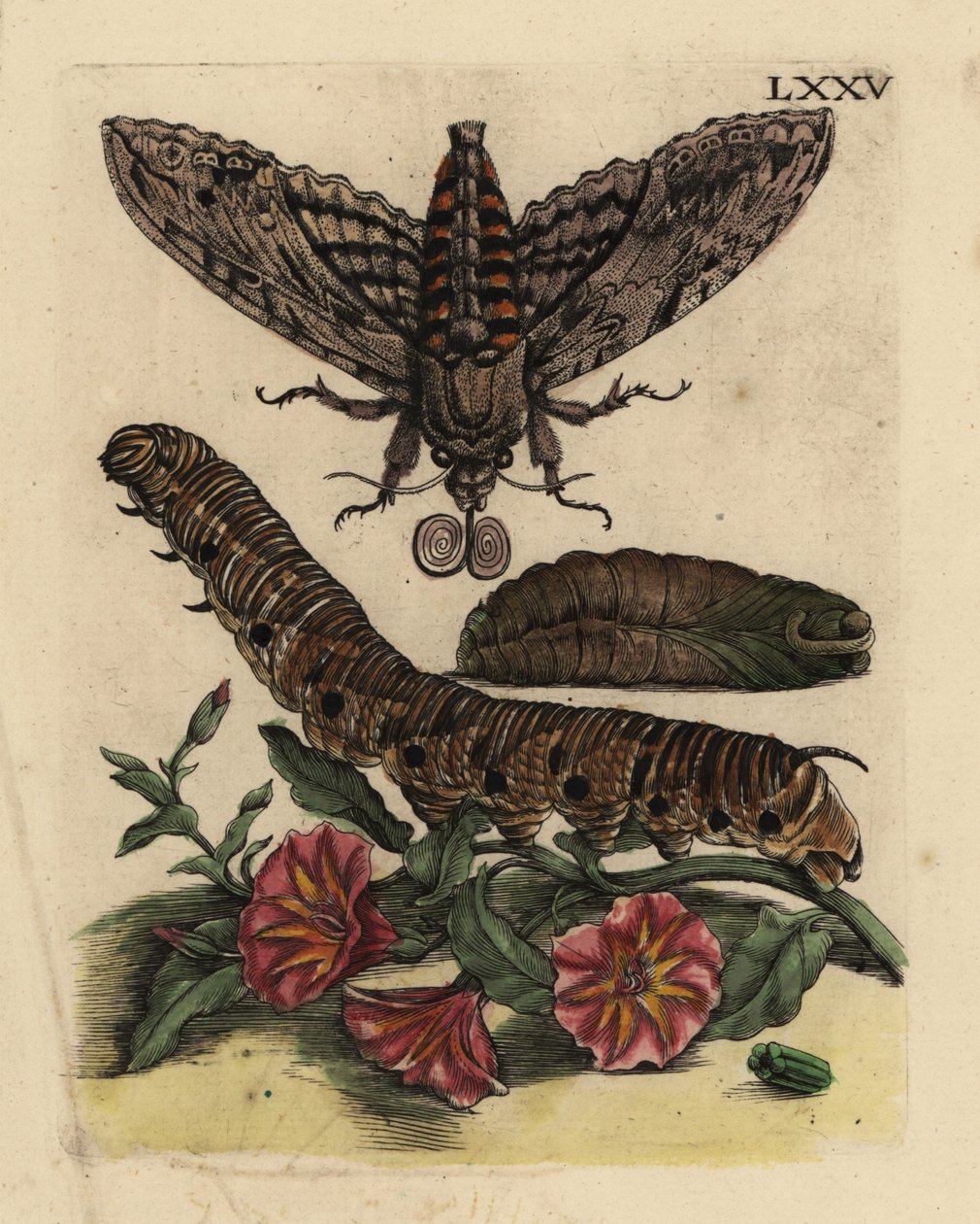Windenschwärmer, Raupe und Puppe mit Ackerwinde von Unbekannt