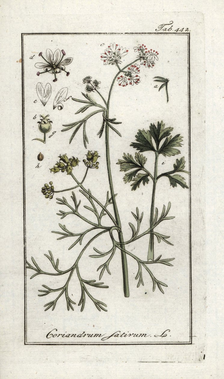 Koriander (Coriandrum sativum). Lithographie aus „Afbeelding der Artseny-Gewassen“ von Johannes Zorn (1739-1799), Niederlande von Unbekannter Künstler