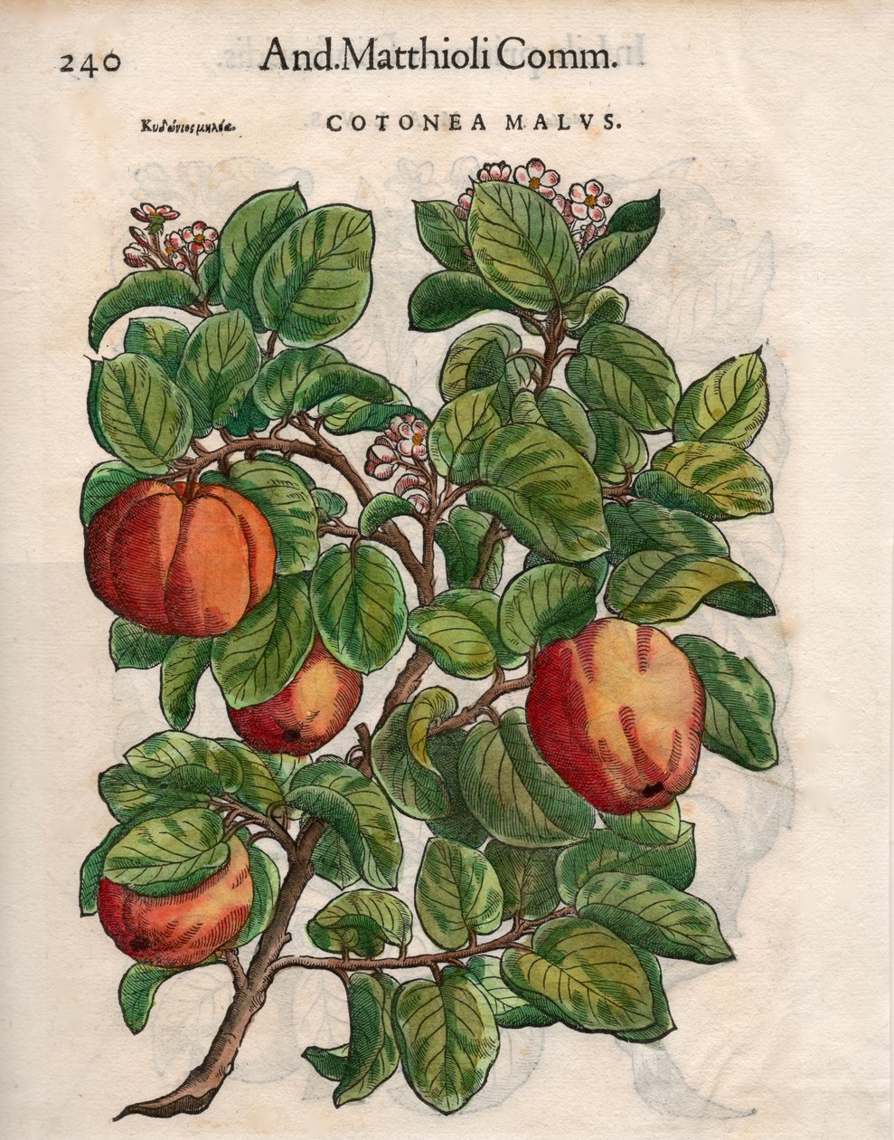 Cotonea Malvs. aus Pietro Andrea Mattiolis 