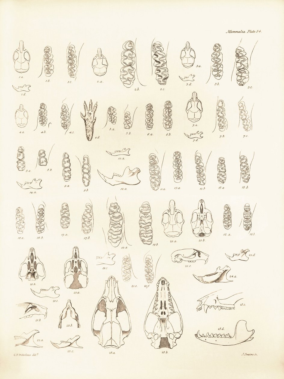 Schädel und Zähne verschiedener Nagetiere beschrieben von Charles Darwin während seiner Erkundungsreise an Bord der Beagle. Tafel aus „The Zoology of the voyage of H.M.S. Beagle under the command of Captain Fitzroy during the years 1832 to 1836“ bearbeitet von Unbekannter Künstler