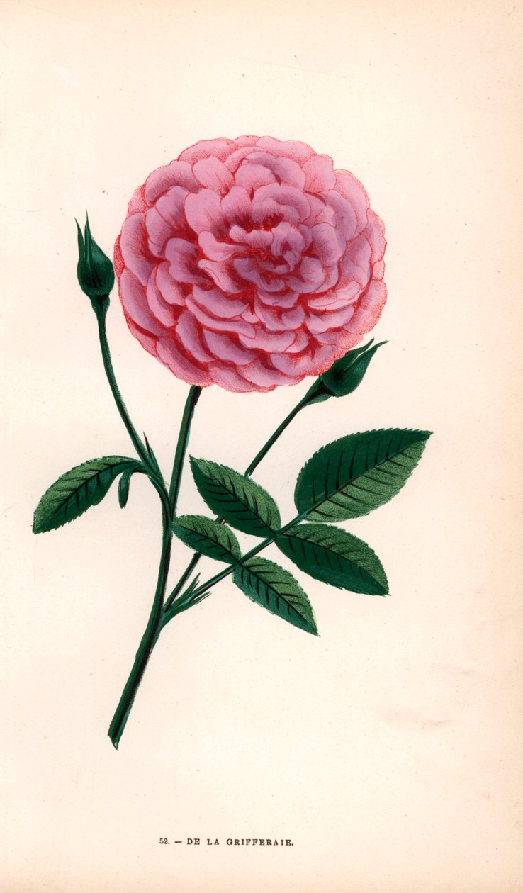 De la Grifferaie Rose, Hybride der Rosa multiflora, erschien um 1846. Chromolithographie nach der Natur gezeichnet und lithographiert von F. Grobon aus Hippolyte Jamain und Eugene Forney